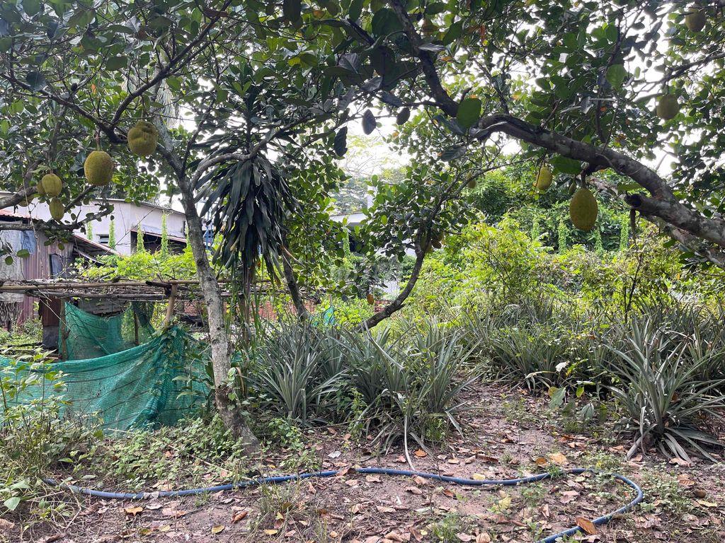 Bán đất đường Bùi Thị Điệt huyện Củ Chi