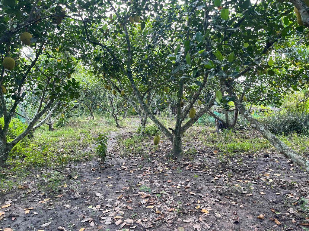 Bán đất đường Bùi Thị Điệt huyện Củ Chi