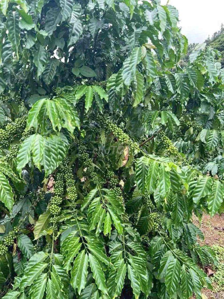 Bán đất xã Lộc Nam tỉnh Lâm Đồng