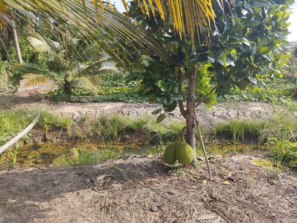 Bán đất xã Phú Túc tỉnh Bến Tre