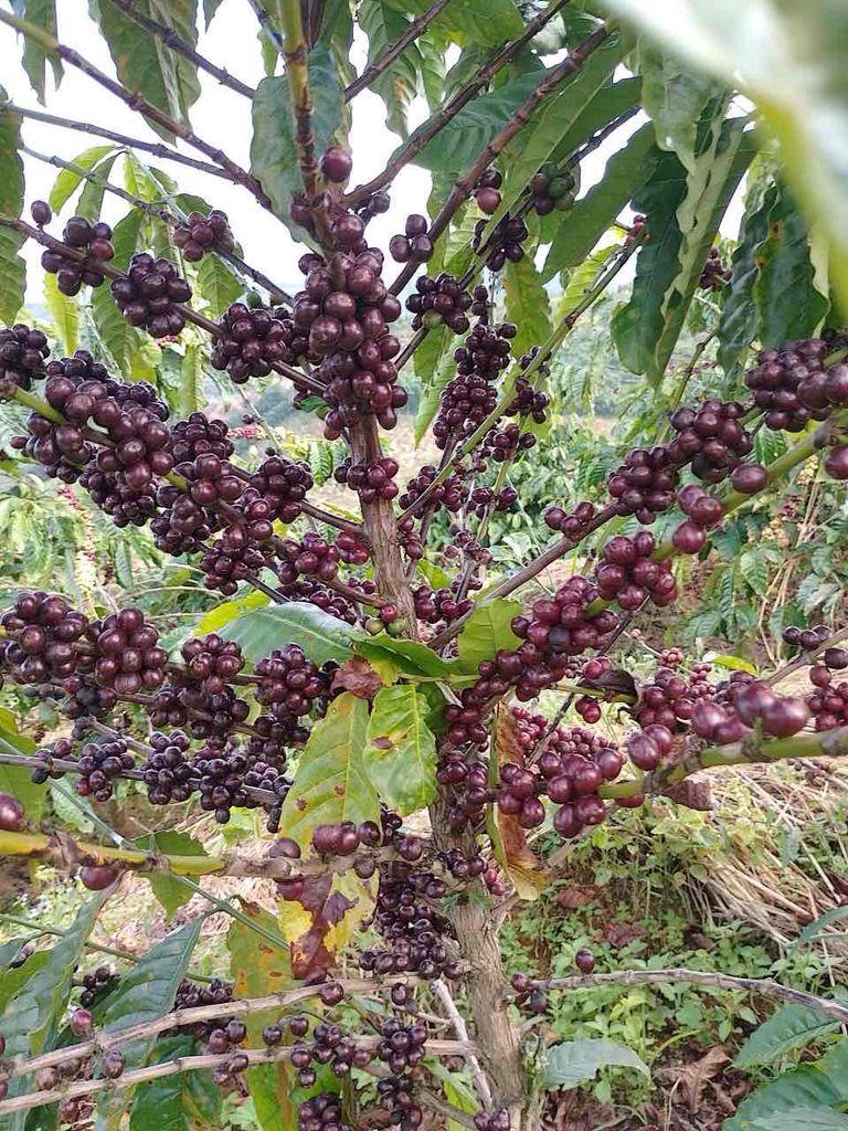 Bán đất xã Sa Loong Huyện Ngọc Hồi tỉnh Kon Tum