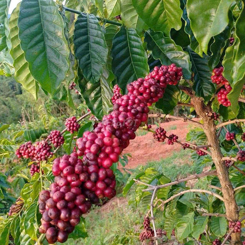 Bán đất xã Sa Loong Huyện Ngọc Hồi tỉnh Kon Tum
