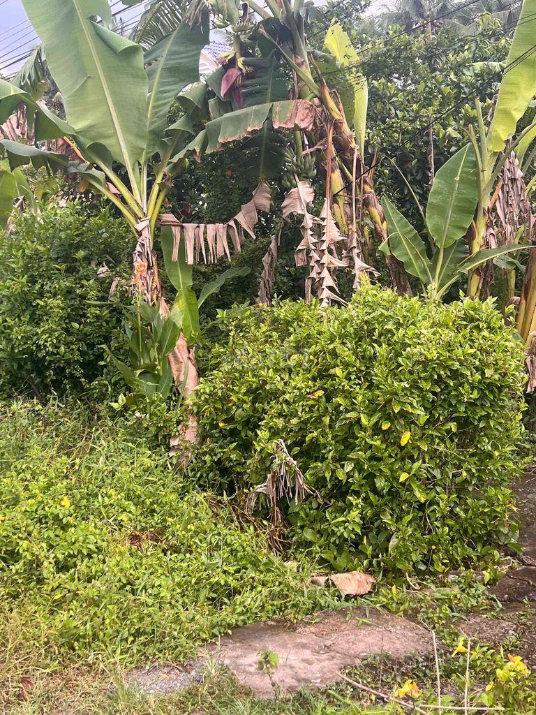 Bán đất xã Tân Hùng tỉnh Trà Vinh
